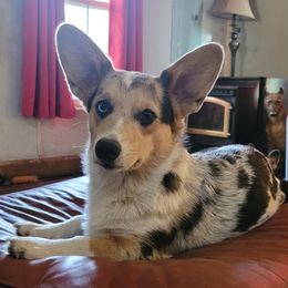 Pembroke Welsh Corgi Puppies from Donna Prevost