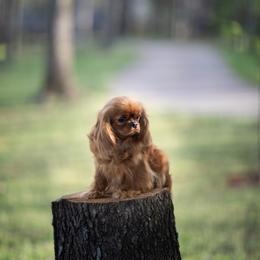 London - Cavalier King Charles Spaniel