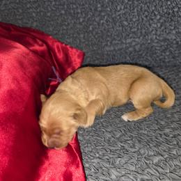 Purple - Golden female Golden Retriever puppy in Phoenix, Arizona from Ashrose Kennels