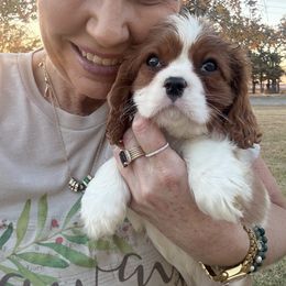 Ashley's boy 3A - Blenheim male Cavalier King Charles Spaniel puppy in Loco, Oklahoma from Sweet Heart Cavaliers