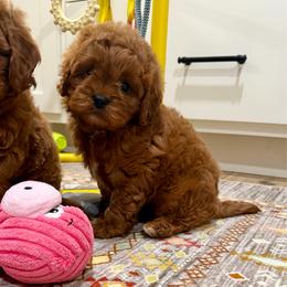 Flint - Red male Cavapoo puppy in Beresford, South Dakota from DAKOTA DOOD RANCH