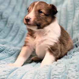 Cash - Sable and white male Shetland Sheepdog puppy in Aberdeen, Idaho from Willow Creek Cresteds