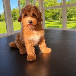 Gala - Apricot male Goldendoodle puppy in North Royalton, Ohio from Johnson's Doodles