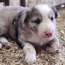 Border Collie Puppies from Bond Border Collies