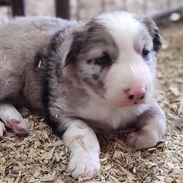 Border Collie Puppies from Bond Border Collies
