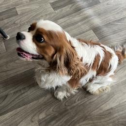 Cody - Cavalier King Charles Spaniel