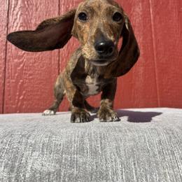 Otis - Brindle male Dachshund puppy in Temecula, California from Naomi Magee's Dachshund Kennel