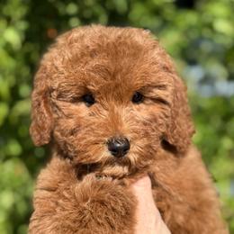 Summer - Red female Cavapoo puppy in Tucson, Arizona from Adored Poodle & Doodles