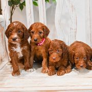 Aussiedoodle, Bernedoodle, Goldendoodle, and Irish Doodle Puppies from Sun Valley Goldendoodles