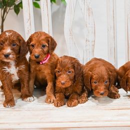 Aussiedoodle, Bernedoodle, Goldendoodle, and Irish Doodle Puppies from Sun Valley Goldendoodles