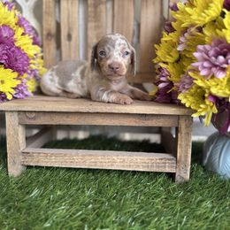 Isabella - Dapple male Dachshund puppy in Wills Point, Texas from East Mini Dachshunds Texas