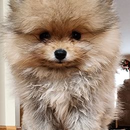 Pomeranians from Johana Guzman's Pomeranians