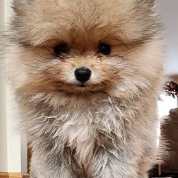 Pomeranians from Johana Guzman's Pomeranians