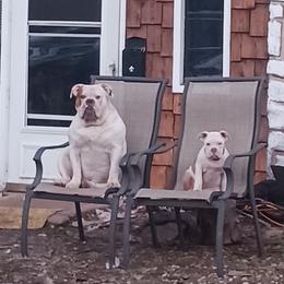 Olde English Bulldogge puppies from Blue Knob OEB's
