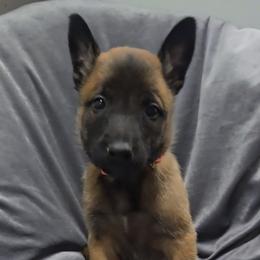 Croft's Pink - Mahogany female Belgian Malinois puppy in Berry, Alabama from North River k9
