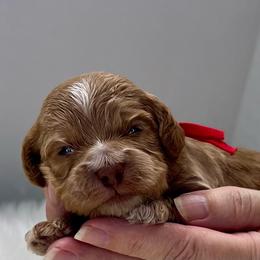 Bella - Buff female Cockapoo puppy in Mocksville, North Carolina from Little Bear Doodles