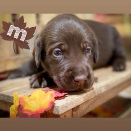 Brown Male - Chocolate male Labrador Retriever puppy in Carrollton, Virginia from Southern Heritage Retrievers