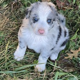 Boy 3 - Blue merle male Border Collie puppy in Rural Retreat, Virginia from Hidden Acres Farm Corgis