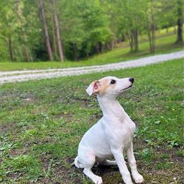 Angel - White and fawn female Whippet puppy in Oneida, Tennessee from Saving Grace