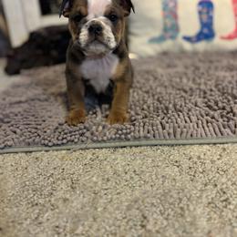 Aussiedoodle, Bulldog, Miniature Australian Shepherd, Poodle, and Toy Australian Shepherd Puppies from Mowry Creek Mini Aussiedoodles and More