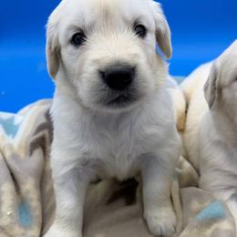 Girl 3 - Light golden female Golden Retriever puppy in Spanaway, Washington from 11 Oaks Kennels