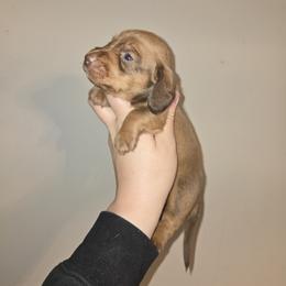 Boy - Red male Dachshund puppy in Marshfield, Missouri from WH Hounds