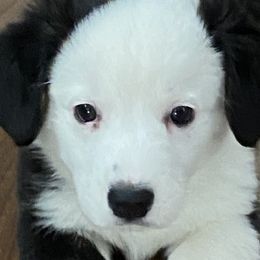 Boy 1 - Black and white Cardigan Welsh Corgi puppy in Illinois from RavenSong Cardigans