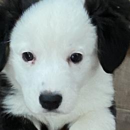 Boy 1 - Black and white Cardigan Welsh Corgi puppy in Illinois from RavenSong Cardigans