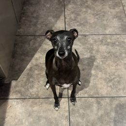 Ellie - Italian Greyhound