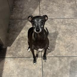 Ellie - Italian Greyhound