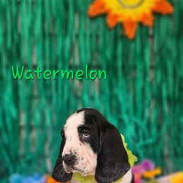 Watermelon - Black and white female Basset Hound puppy in Romance, Arkansas from Twin Creek Acres