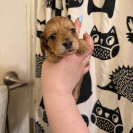 Todd - Cream male Dachshund puppy in Huntingdon, Pennsylvania from Indian Creek Springers and Doxies