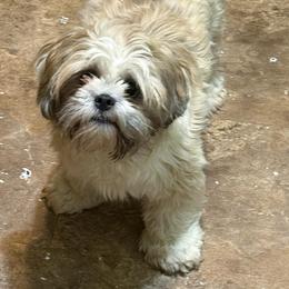 Sadie - Cream female Lhasa Apso puppy in Cincinnati, Ohio from Shangri-La Lhasa Apsos