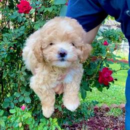 Rosa - Apricot female Poodle puppy in Alpine, Alabama from Alpine Acres Poodles
