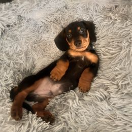 Steve - Black and tan male Dachshund puppy in Meridian, Id 83646 3658, Idaho from Boise Best Mini Dachshunds