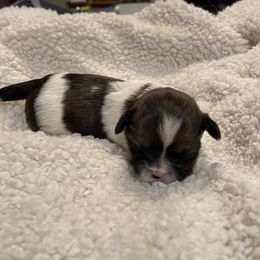 Lhasa Apso Puppies from Denice Fleshman's Lhasa Apsos