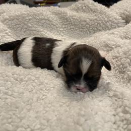 Lhasa Apso Puppies from Denice Fleshman's Lhasa Apsos