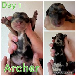 Archer - Dapple male Dachshund puppy in Michigan from M.H.P Dachshunds