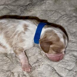 Blue Collar - Blenheim male Cavapoo puppy in Redding, California from Lipscomb Doodles