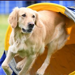 Harley - Golden Retriever