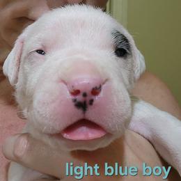 Boy 1 -light blue boy - White male Dogo Argentino puppy in Blythe, California from Dogos del Gran Reino