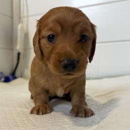 Dachshund Puppies from Mini Dachshund Collection