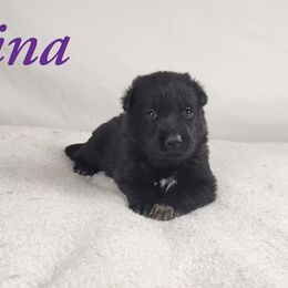 Carina - Black German Shepherd puppy in Hays, Kansas from Smith's Shepherds