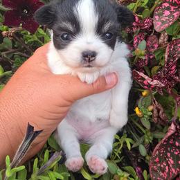 Diamond - Black and white female Chihuahua puppy in Amity, Pennsylvania from Baxters Chihuahuas