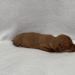 Dachshund Puppies from KJ Kennels of NJ