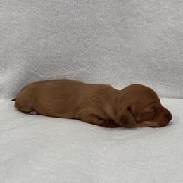 Dachshund Puppies from KJ Kennels of NJ