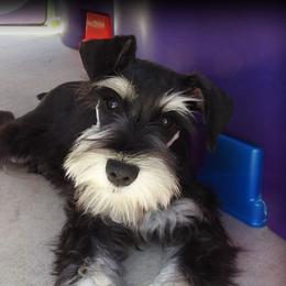 ROSY - Miniature Schnauzer