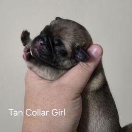 Girl 2 - Fawn female Pug puppy in Olin, North Carolina from Piggy Pugs