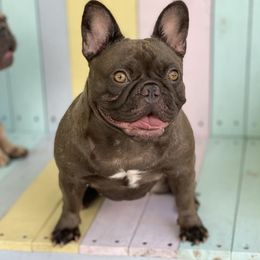 Remy - French Bulldog