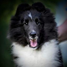 Gabe - Shetland Sheepdog